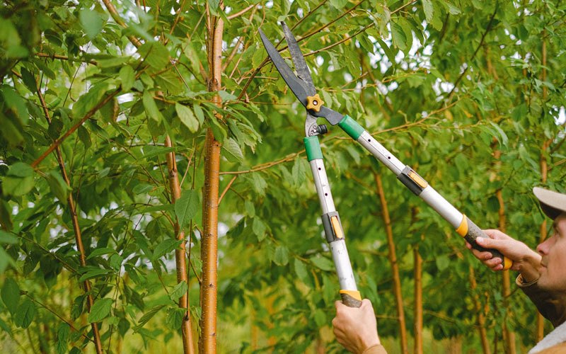 Tree trimming in Trezevant, TN