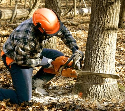 Tree Removal in Trezevant, TN